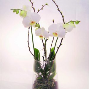 Sammenplantning orkide